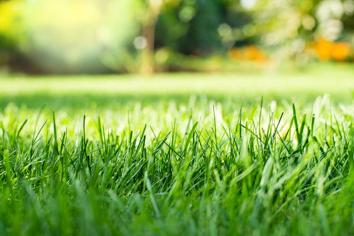 Proper aeration and fertilization can dramatically improve lawn health and appearance.